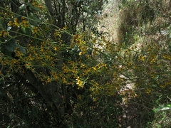 Cyrtochilum densiflorum