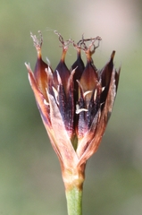 Juncus castaneus