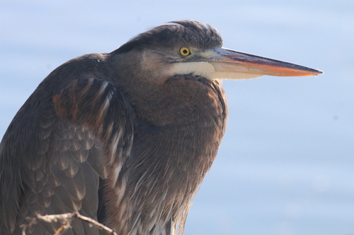 Great Blue Heron
