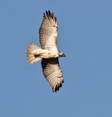 Buteo jamaicensis