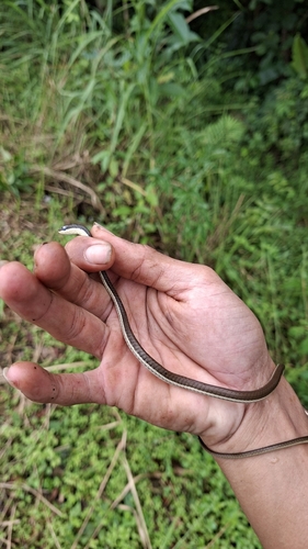 Dendrelaphis pictus
