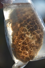 Pectinatella magnifica