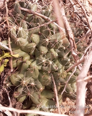 Coryphantha macromeris runyonii