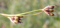 Juncus castaneus