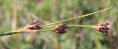 Juncus castaneus