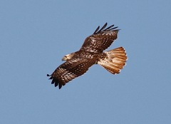 Buteo jamaicensis