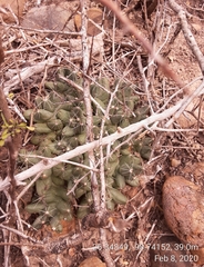 Coryphantha macromeris runyonii