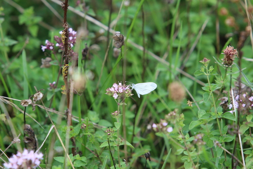 Wood White, Sint Pieter, Maastricht, Nederland, photo 9 of 10