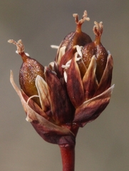 Juncus triglumis
