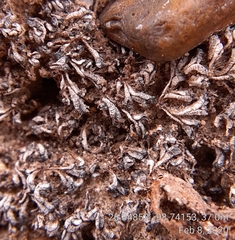 Ricciaceae