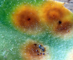 Puccinia egmontensis