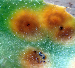 Puccinia egmontensis