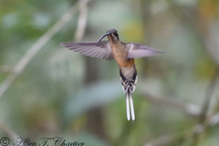 Phaethornis malaris