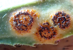 Puccinia egmontensis