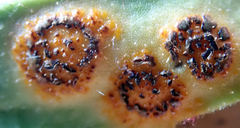Puccinia egmontensis