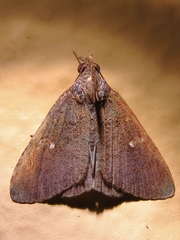 Hypenula cacuminalis