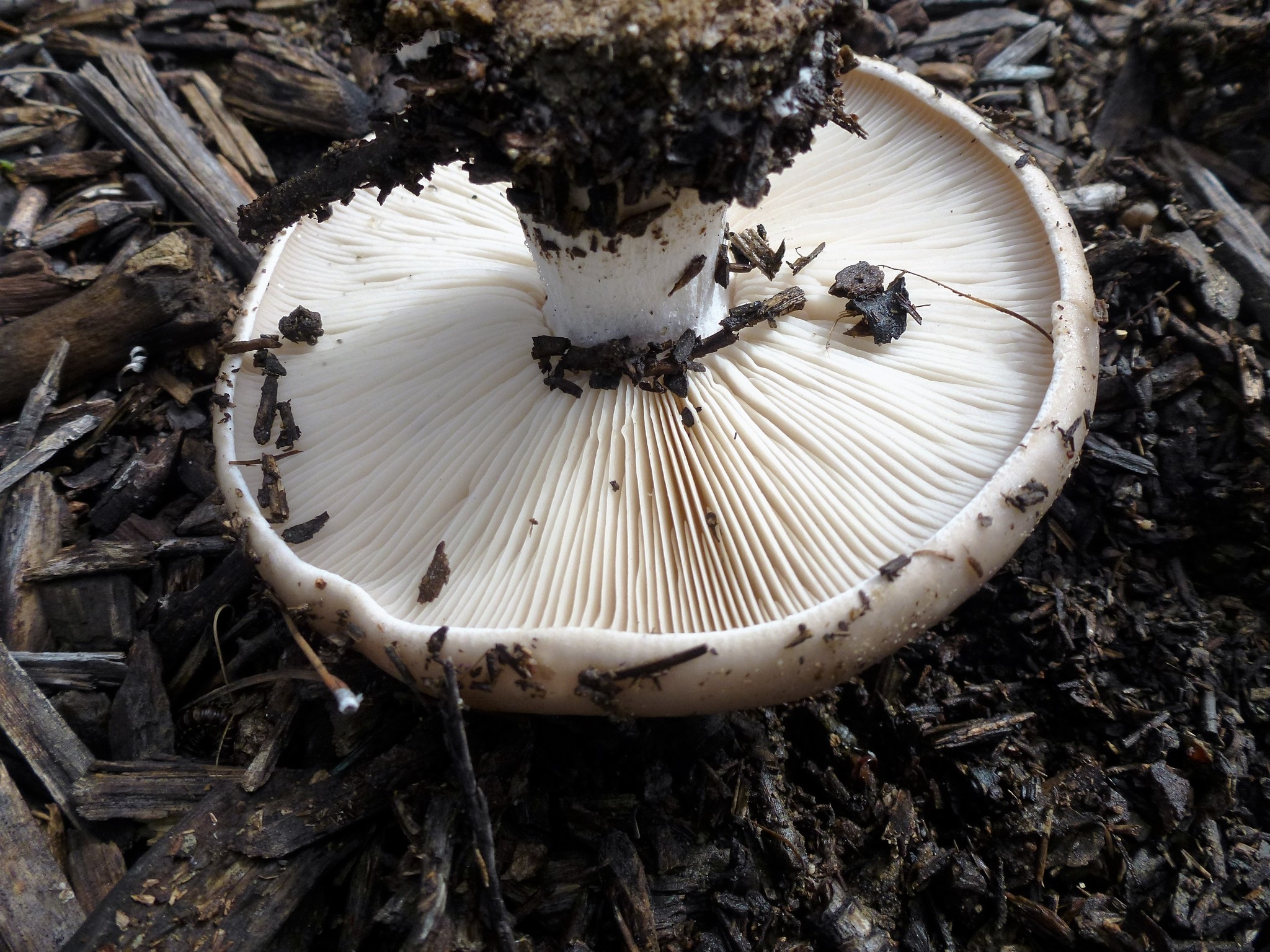 Clitocybe brunneocephala image