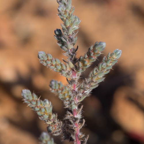 Sclerolaena minuta · iNaturalist United Kingdom