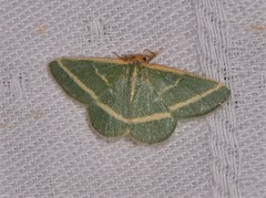 Mixocera latilineata