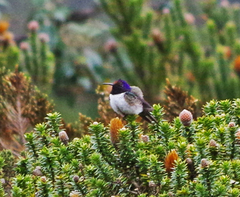 Oreotrochilus chimborazo