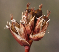 Juncus triglumis