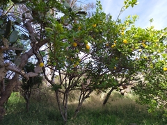 Citrus × latifolia