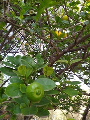 Citrus × latifolia