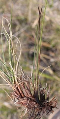 Juncus triglumis