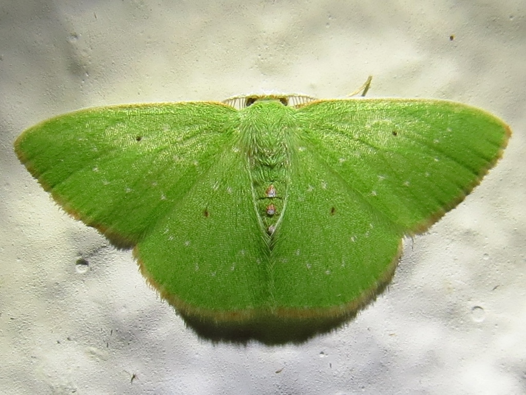 White-dotted Emerald