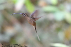 Phaethornis malaris