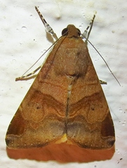 Melipotis januaris