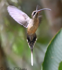 Phaethornis malaris