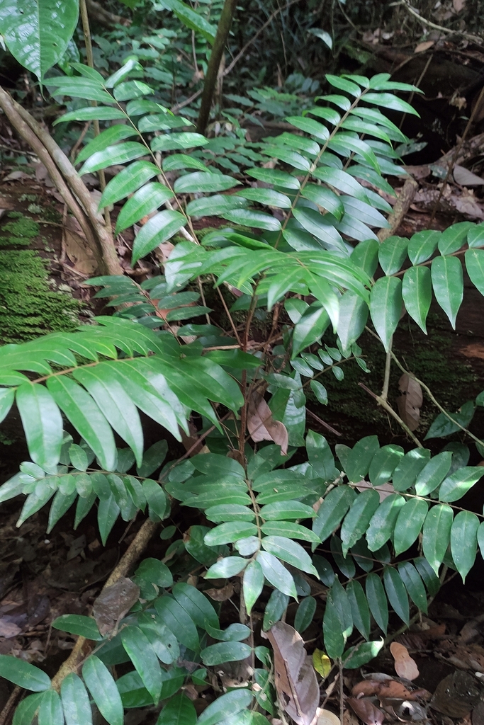 Eurycoma longifolia (Eurycoma longifolia)