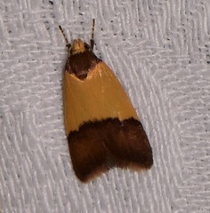 Heteroteucha dichroella