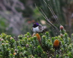 Oreotrochilus chimborazo