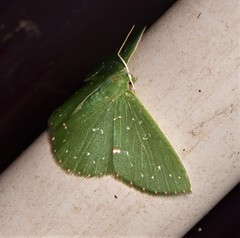 Prasinocyma iosticta