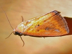 Marimatha botyoides