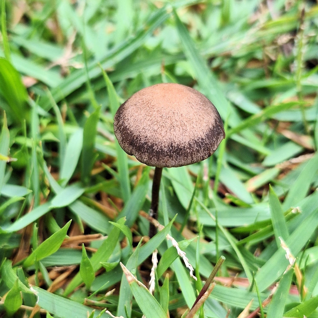 Panaeolus cinctulus · January 2026 · photo: © deniszabin (iNaturalist, cc-by)