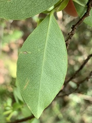 Wikstroemia elliptica