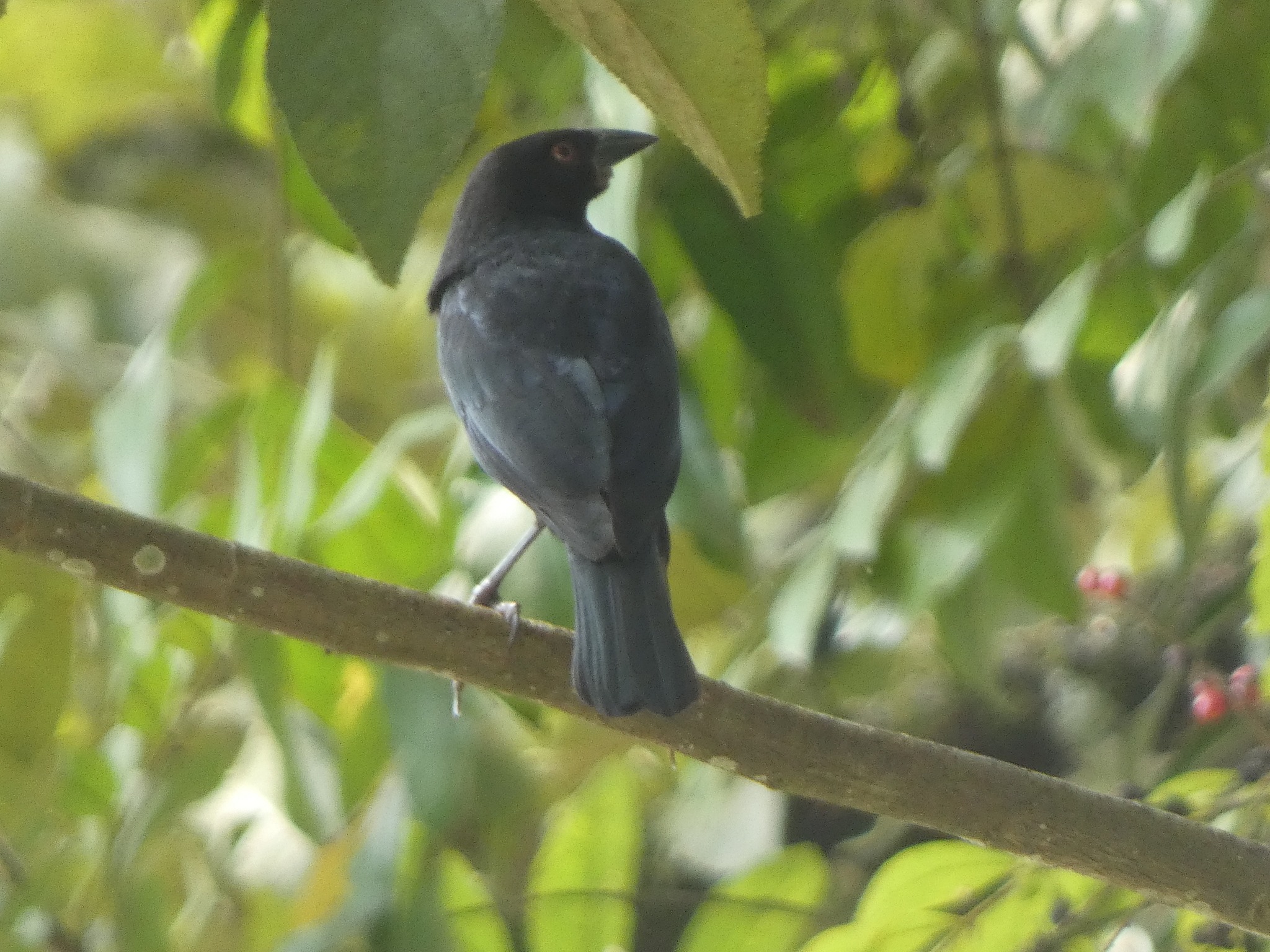 Bronzed Cowbird (Molothrus aeneus), photo 5
