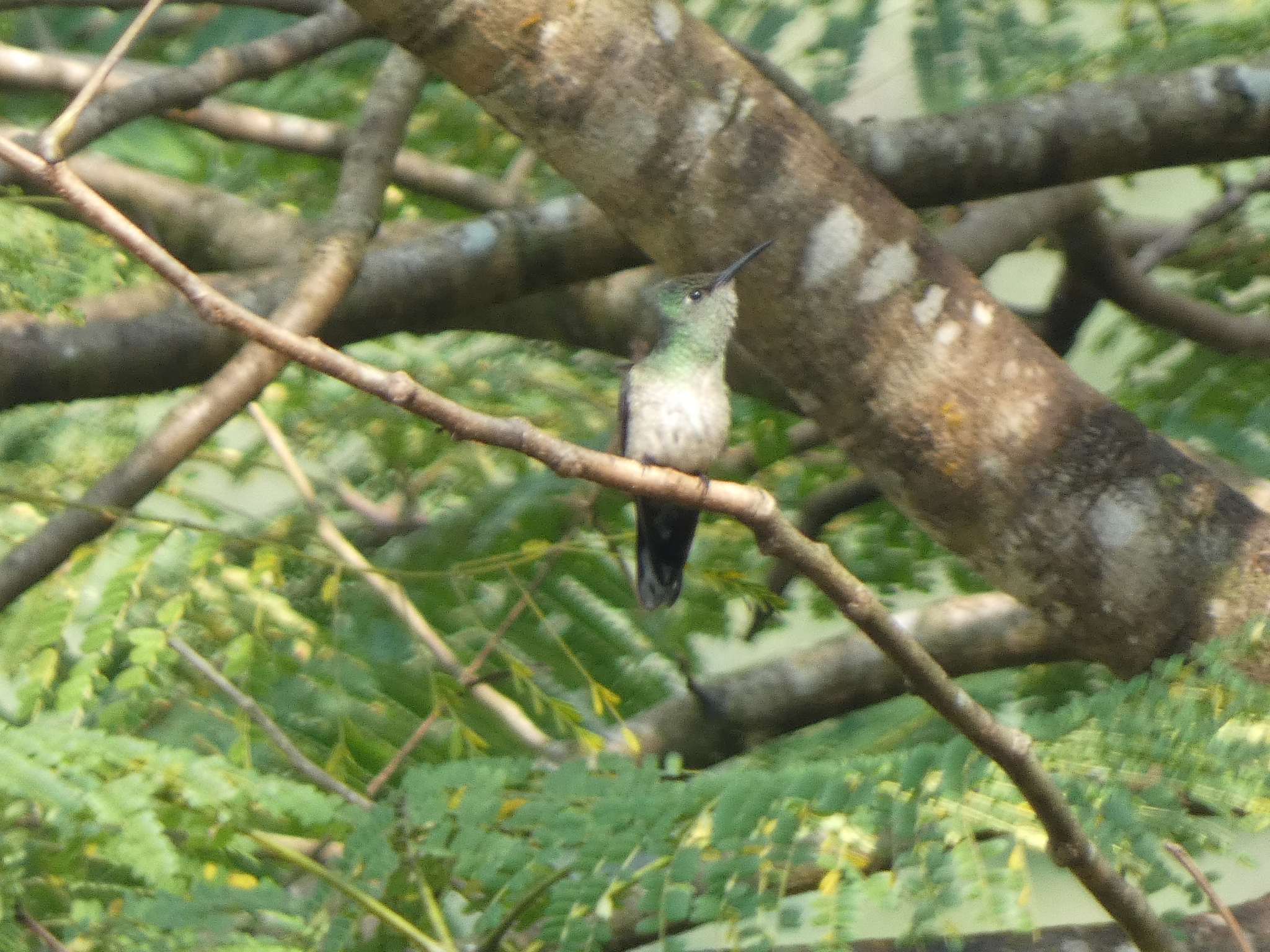 Scaly-breasted Hummingbird (Phaeochroa cuvierii), photo 2
