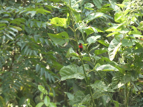 Crimson-collared Tanager (Ramphocelus sanguinolentus), photo 1