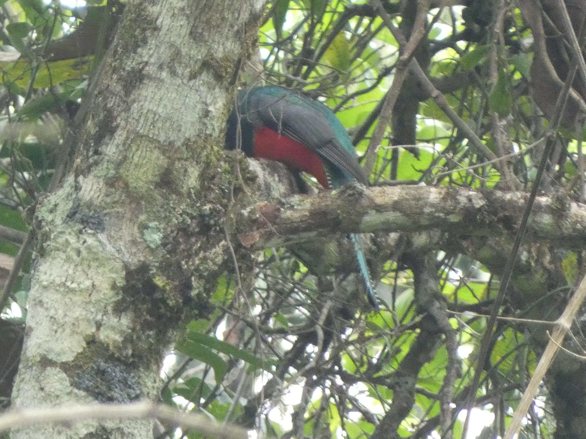 Collared Trogon (Trogon collaris), photo 6