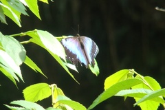 Morpho helenor achillides