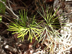 Schizaea poeppigiana