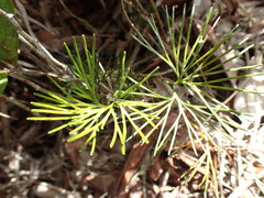 Schizaea poeppigiana