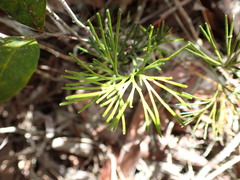 Schizaea poeppigiana
