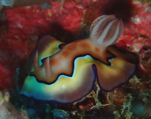 Goniobranchus coi