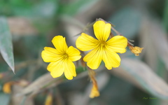 Oxalis