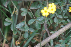 Oxalis